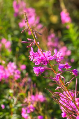 Çiçek fireweed. Kırsal.