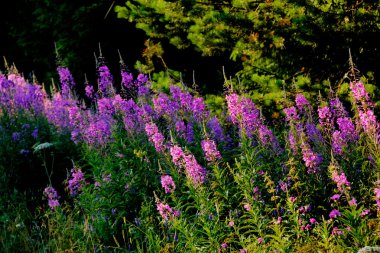 Çiçek fireweed. Kırsal.
