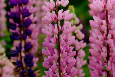 Acı bakla çiçekler. Kırsal.