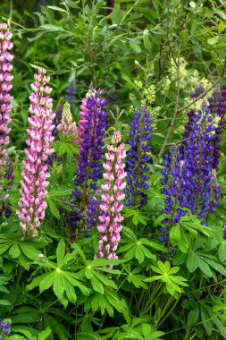 Acı bakla çiçekler. Kırsal.