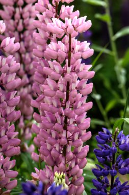 Acı bakla çiçekler. Kırsal.