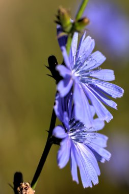 Hindiba çiçek. Yaz.
