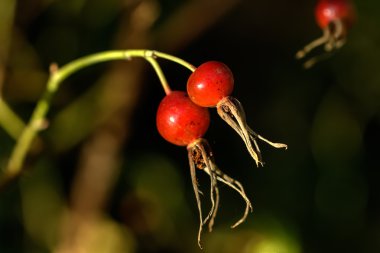 Dogrose. Berry. Yaz.