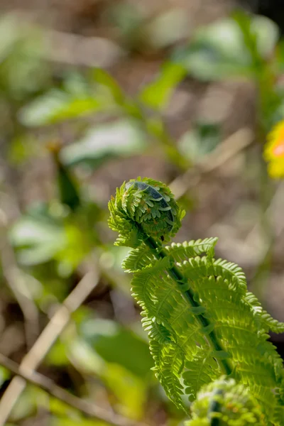 Fern. Bahar. Orman. — Stok fotoğraf