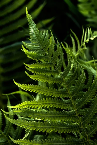 Fern. Spring. Forest. — Stock Photo, Image