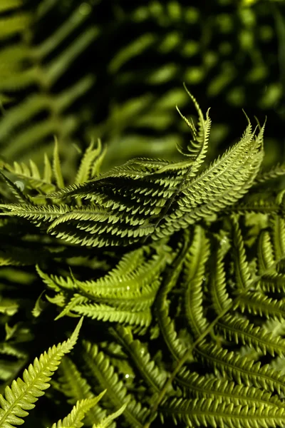 Fern. Spring. Forest. — Stock Photo, Image