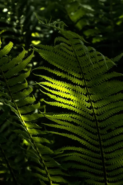 Farn. Frühling. Wald. — Stockfoto