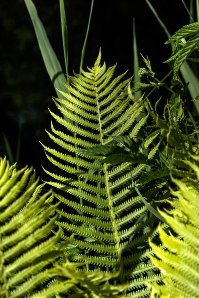 Fern. Bahar. Orman. — Stok fotoğraf