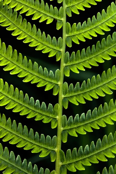 Fern. Bahar. Orman. — Stok fotoğraf