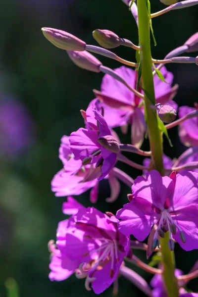 Flowers fireweed.  Rural. — Stock Photo, Image