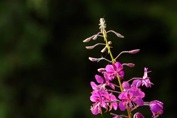 Flores fireweed. Rural . — Fotografia de Stock