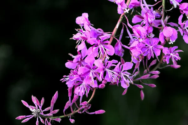 Flowers fireweed.  Rural. — Stock Photo, Image