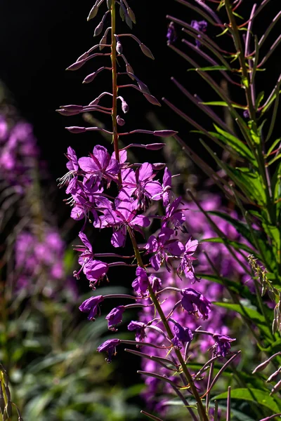 Flores fireweed. Rural . — Fotografia de Stock