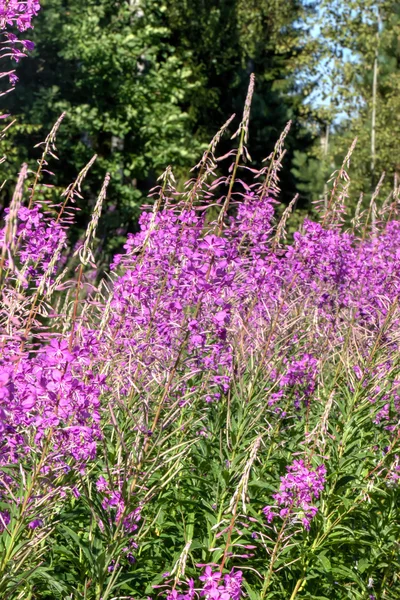 Çiçek fireweed. Kırsal. — Stok fotoğraf