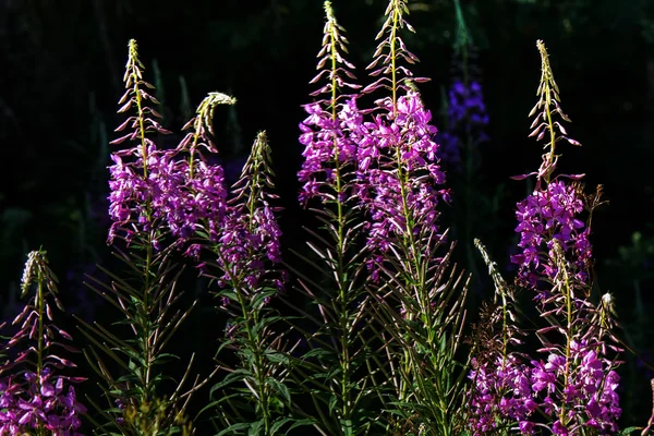 Flowers fireweed.  Rural. — Stock Photo, Image