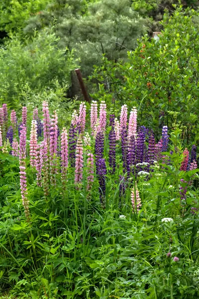 Малювати lupine квіти. Сільських . — стокове фото