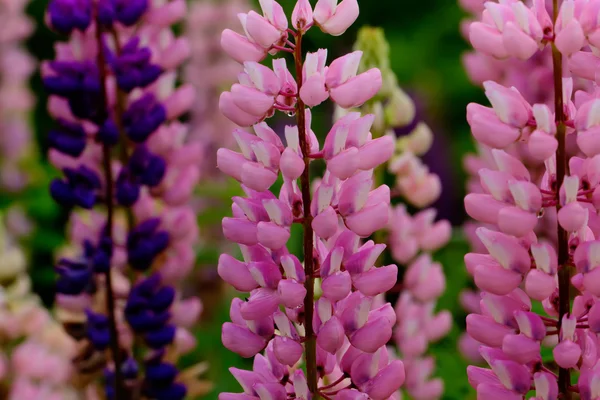 Acı bakla çiçekler. Kırsal.