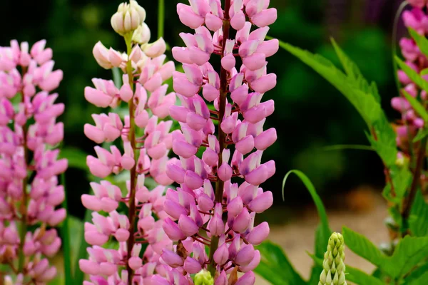 Lupine blommor. Landsbygdens. — Stockfoto