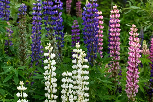 Lupine bloemen. Platteland. — Stockfoto