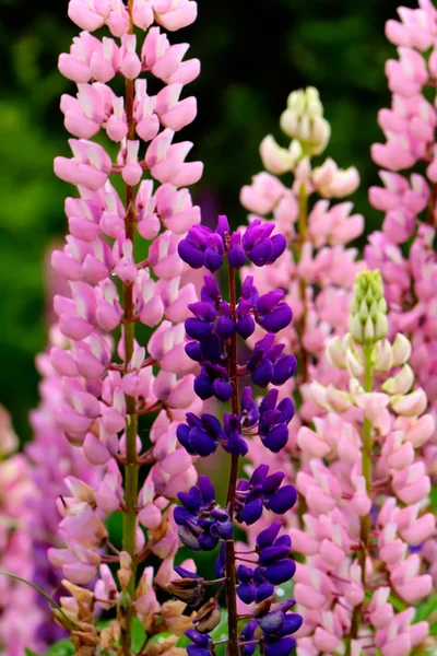 Lupine bloemen. Platteland. — Stockfoto