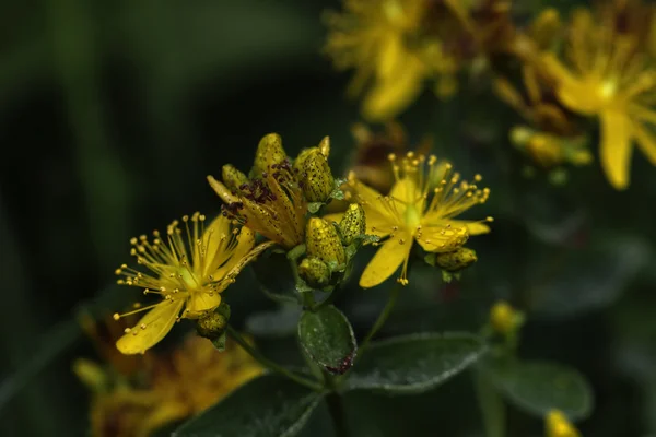 St. John's wort blomma. — Stockfoto