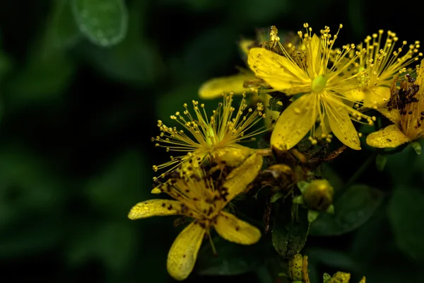 Flor de erva de São João . — Fotografia de Stock