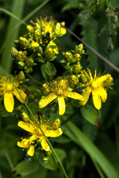 Flor de hierba de San Juan . — Foto de Stock