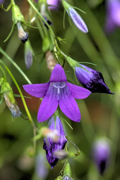 Main cloche fleur . — Photo