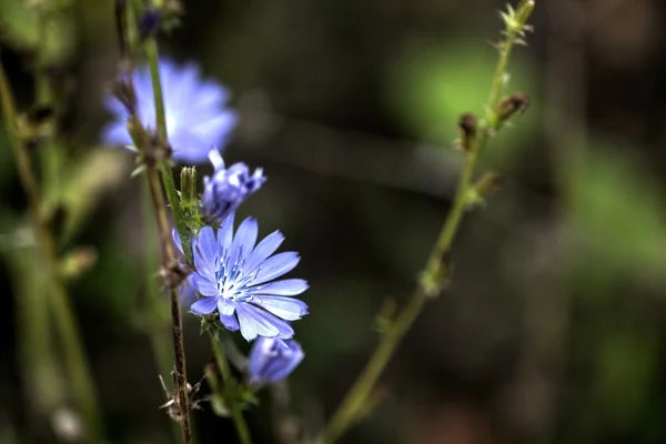 Flor de achicoria. Verano . —  Fotos de Stock