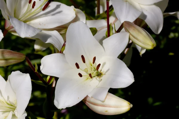 White lily. Pestles and stamens. — Stock Photo, Image