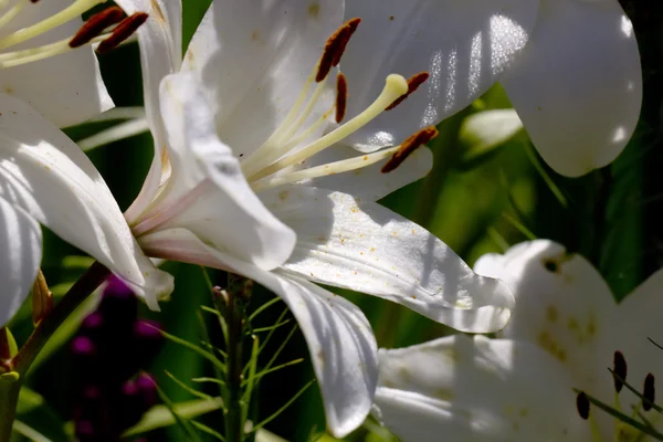 Witte Lelie. Pestles en meeldraden. — Stockfoto