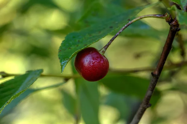 Cherry berries. Garden. — Stock Photo, Image