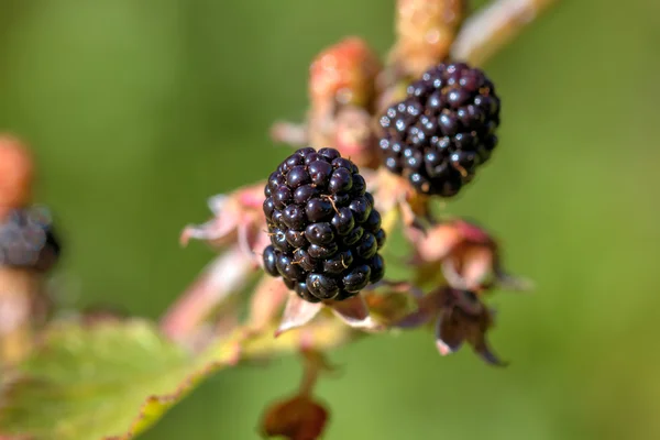 Blackberry. Bacche. Giardino . — Foto Stock