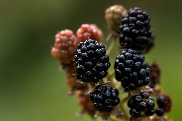 Amora negra. Berry. Jardim . — Fotografia de Stock