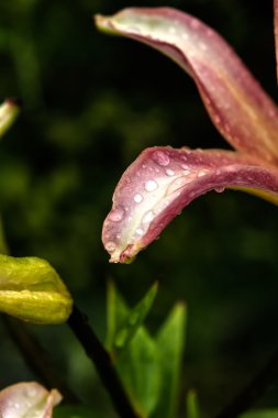 Dekoratif lily. Ekili çiçek. 