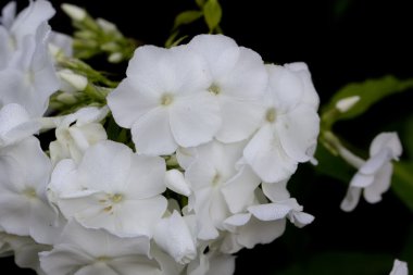 Beyaz phloxes. Ekili çiçek. 