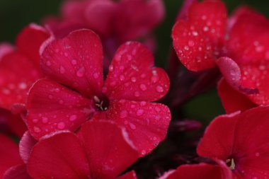 Kırmızı phloxes. Ekili çiçek. 