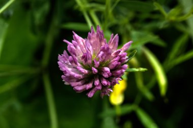 Yonca. Alan çiçek. 