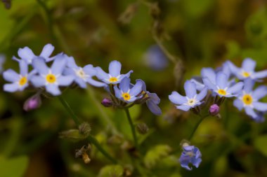 Unutma. Alan çiçek. 