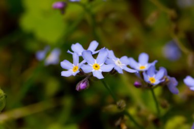Unutma. Alan çiçek. 
