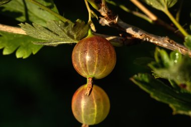 Bektaşi üzümü. Bahçe berry. 