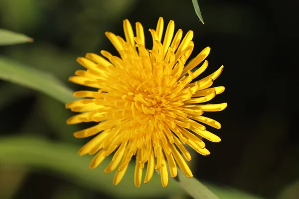 O dente-de-leão. Flor de campo . — Fotografia de Stock