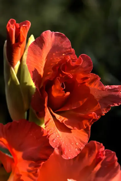 Gladiolen. Kulturblume. — Stockfoto