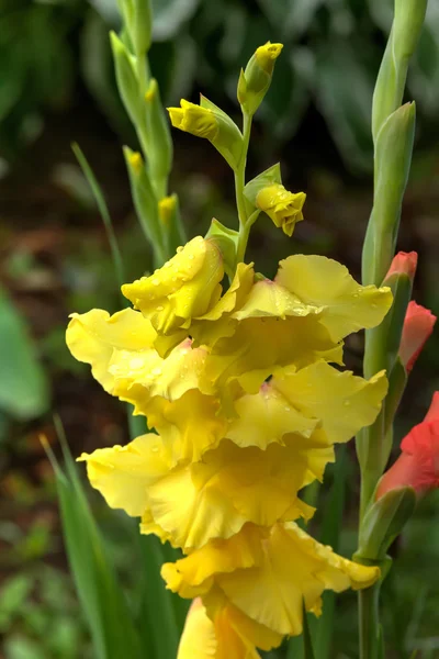 Gladiolus. Odlade blomma. — Stockfoto