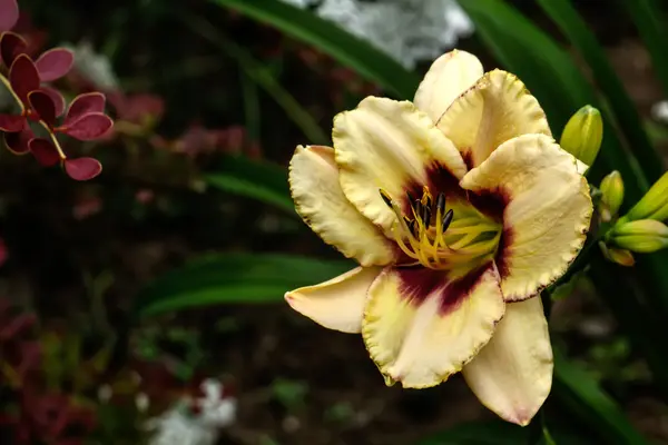 装飾的なユリ。栽培されている花. — ストック写真