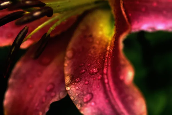 Decorative lily. Cultivated flower. — Stock Photo, Image