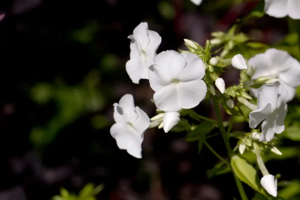 White phloxes. Cultivated flower. — Stock Photo, Image