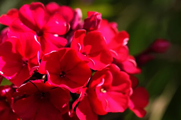Красные флоксы. Культивированный цветок . — стоковое фото