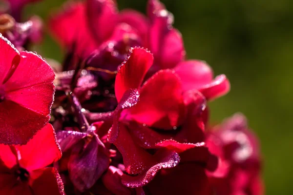 赤 phloxes。栽培されている花. — ストック写真