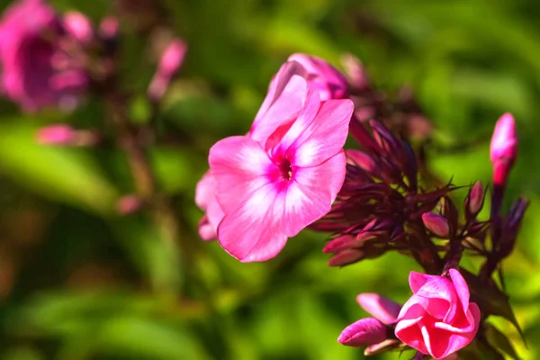Ροζ phloxes. Καλλιεργείται λουλούδι. — Φωτογραφία Αρχείου